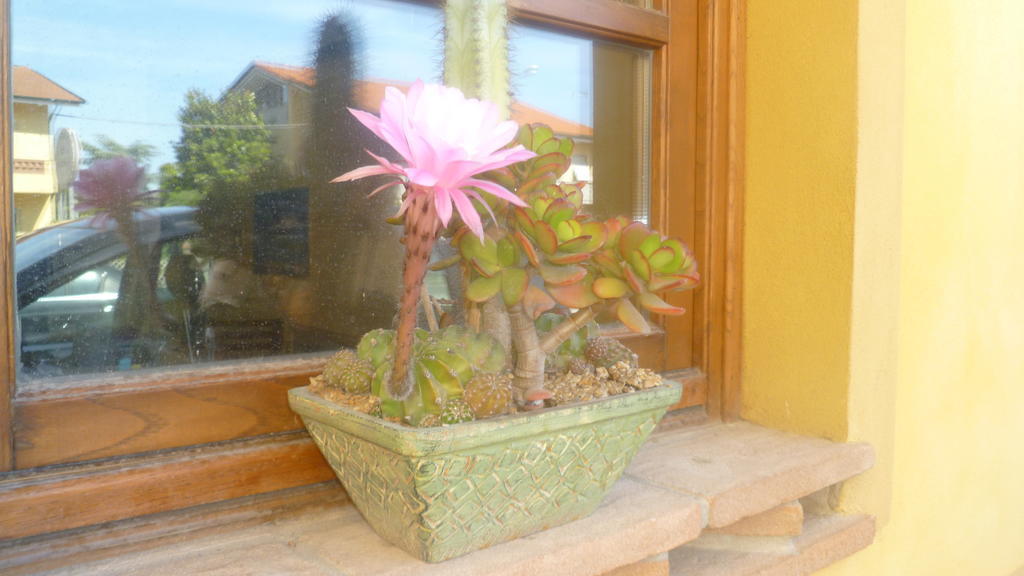 Le Ginestre B & B Massarosa Bagian luar foto
