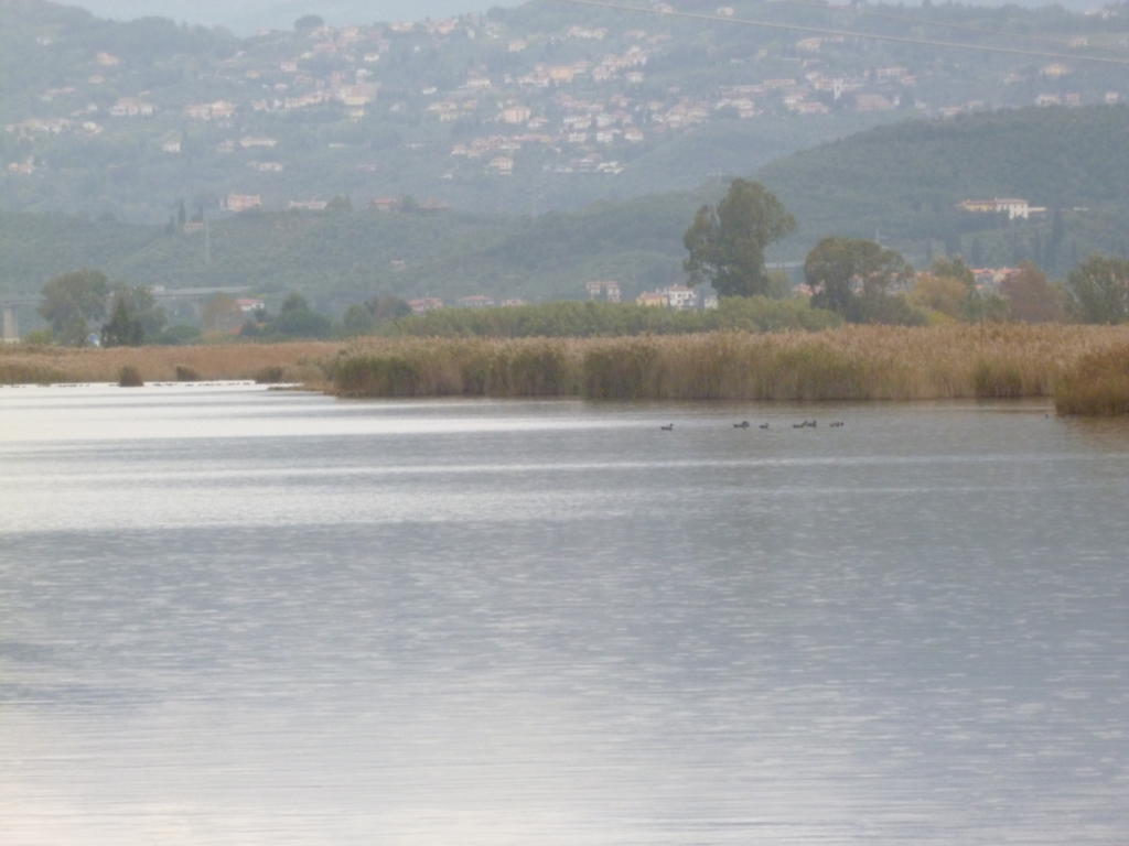 Le Ginestre B & B Massarosa Bagian luar foto